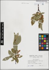 Foto von Salix hastata L.